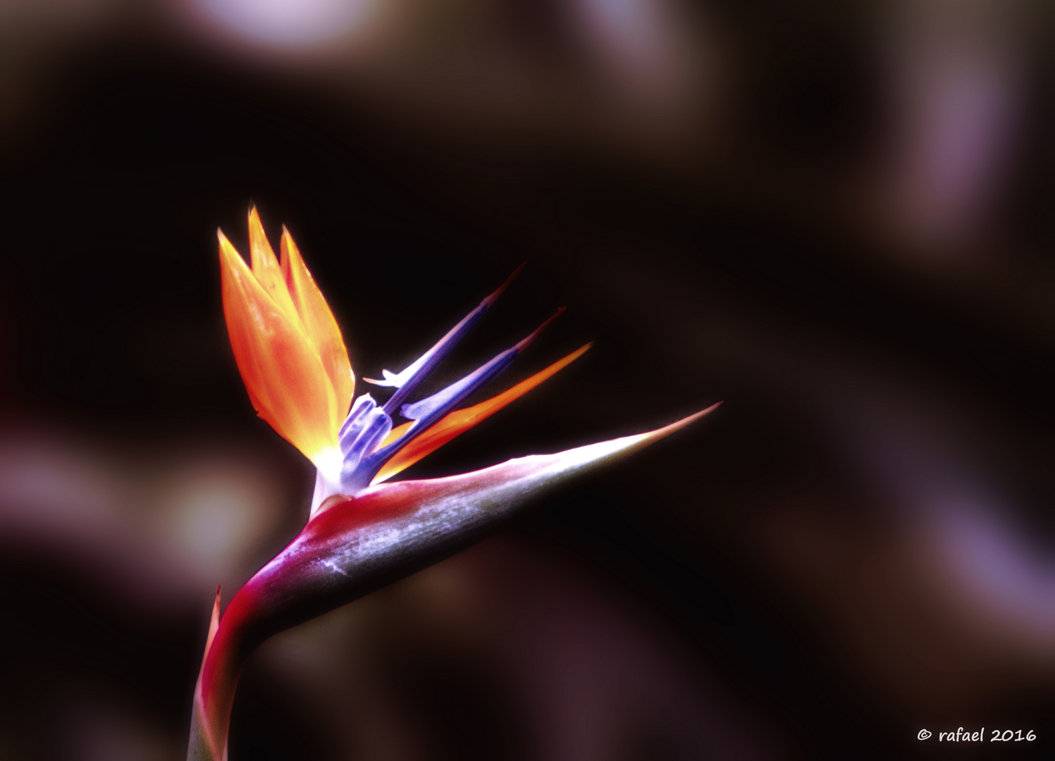 Strelitzia