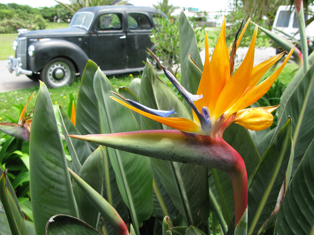 Strelitzia