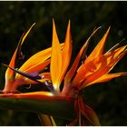 Strelitzia