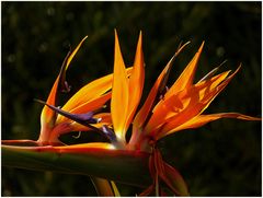 Strelitzia