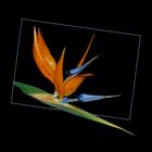 Strelitzia