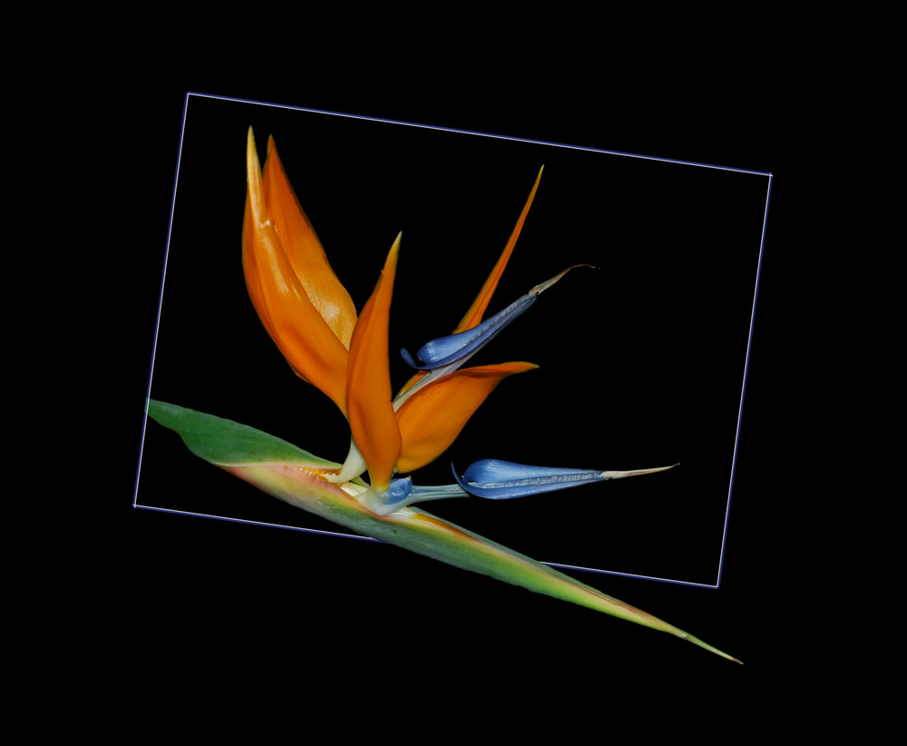 Strelitzia