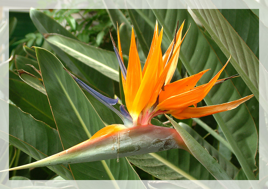 Strelitzia