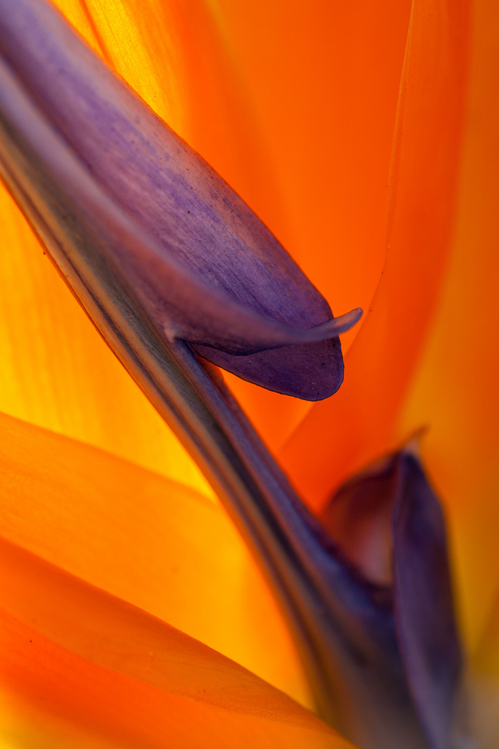 Strelitzia