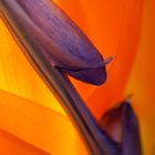 Strelitzia