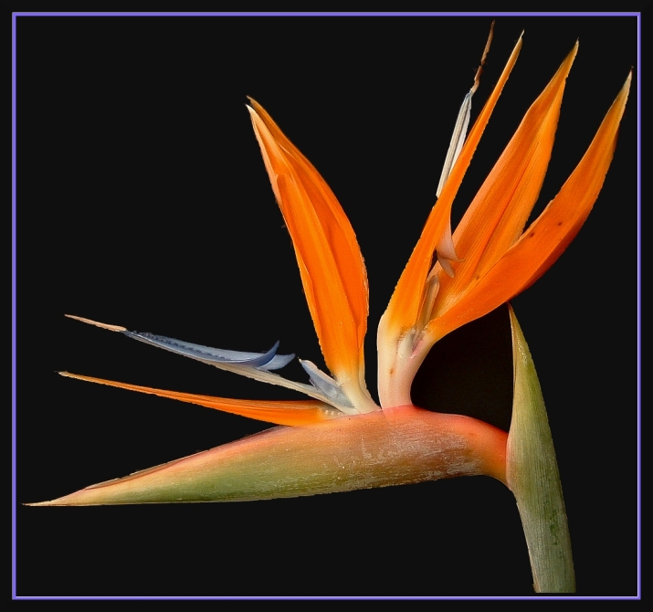 Strelitzia