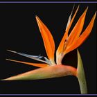 Strelitzia