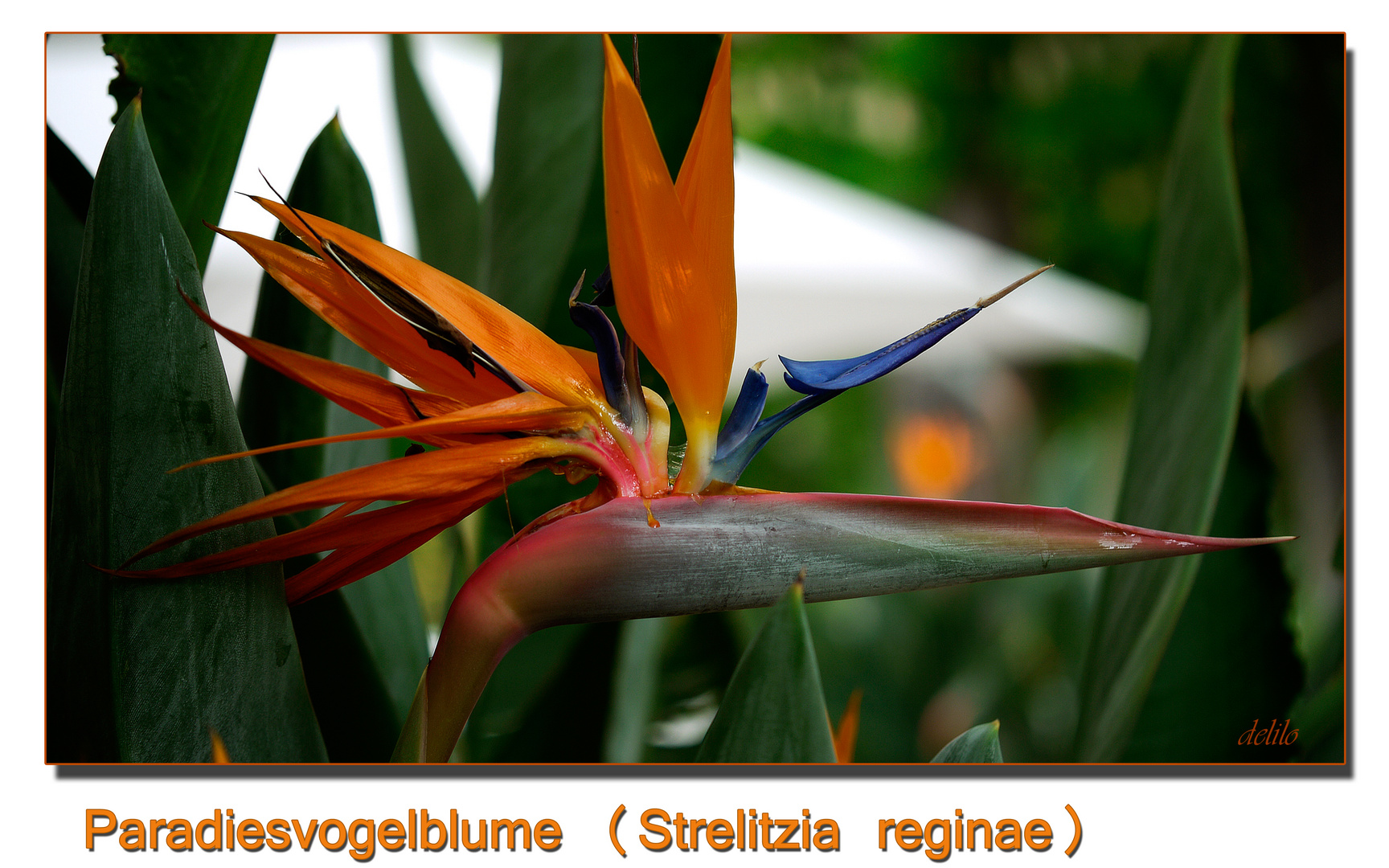 Strelitzia