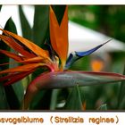 Strelitzia