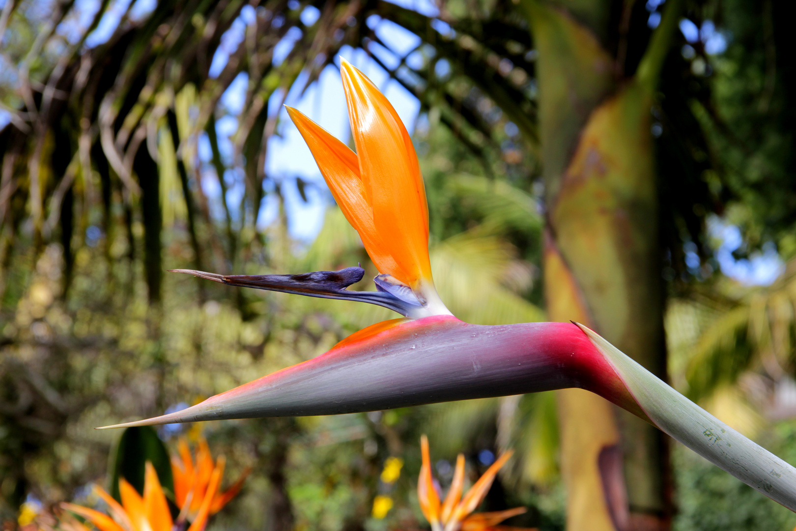 Strelitzia