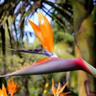 Strelitzia