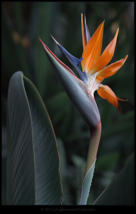 Strelitzia