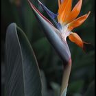 Strelitzia