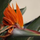 Strelitzia