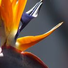 Strelitzia