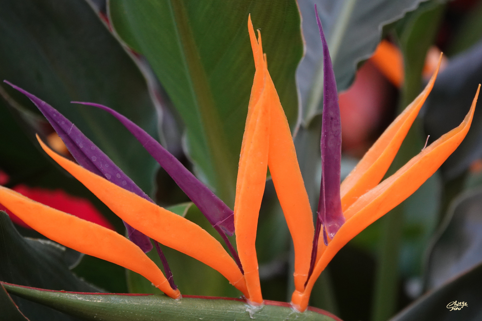 Strelitzia