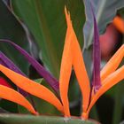 Strelitzia