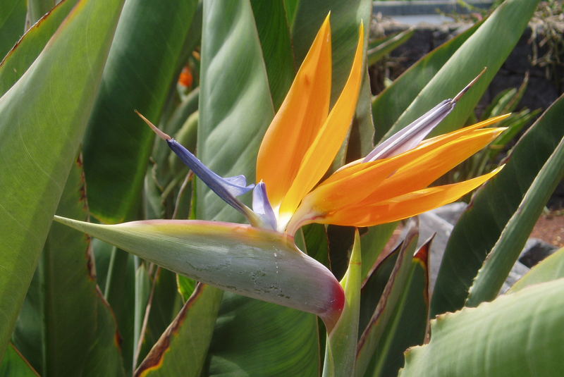 Strelitzia Ave del Paríso