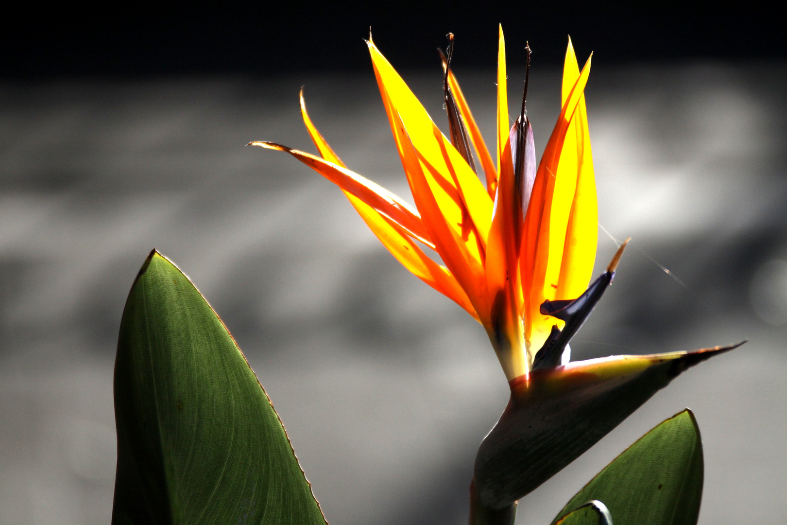 Strelitzia Foto & Bild | pflanzen, pilze & flechten, natur Bilder auf ...