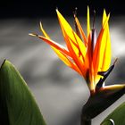 Strelitzia