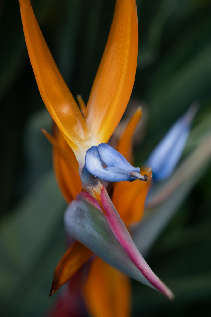 Strelitzia