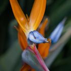 Strelitzia