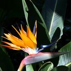 Strelitzia