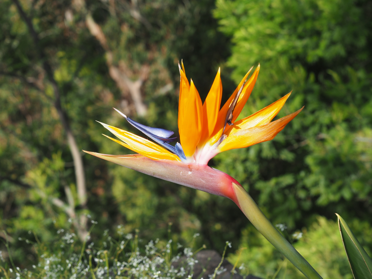 Strelitzia