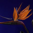 Strelitzia