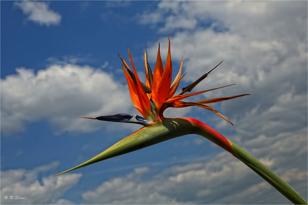 Strelitzia