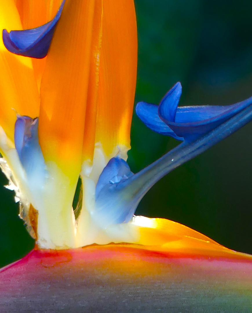 Strelitzia