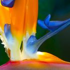 Strelitzia