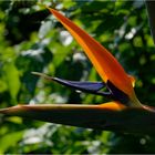 Strelitzia