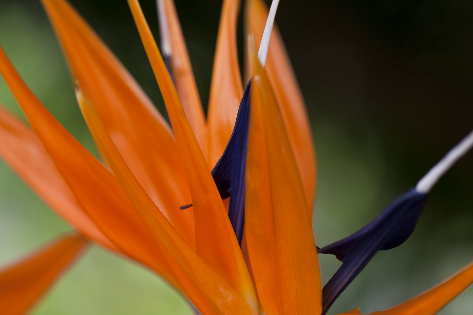 Strelitzia