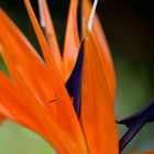 Strelitzia