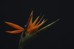 Strelitzia