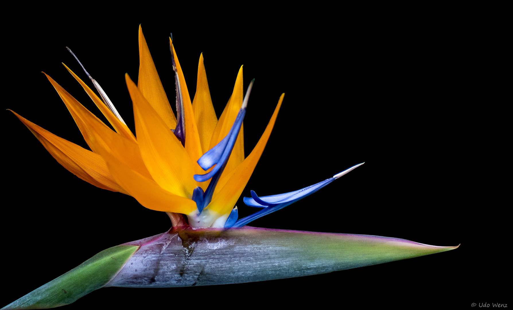 Strelitzia...