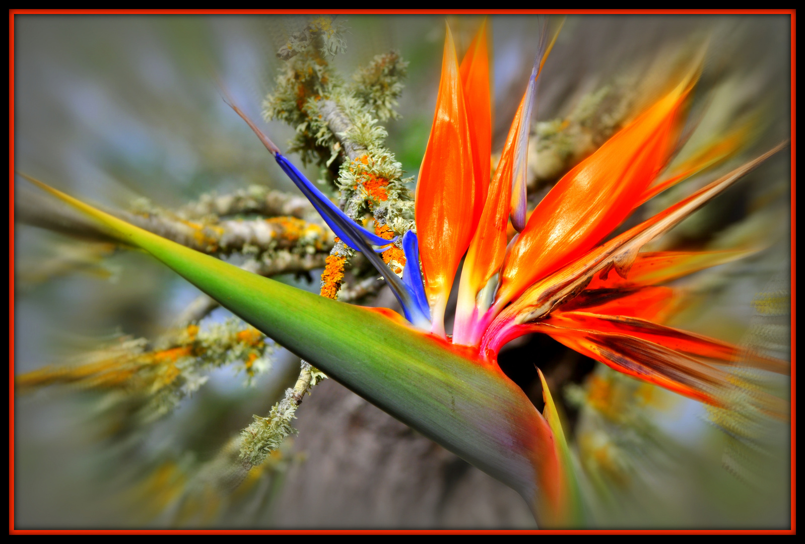 Strelitzia Fireworks