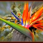 Strelitzia Fireworks