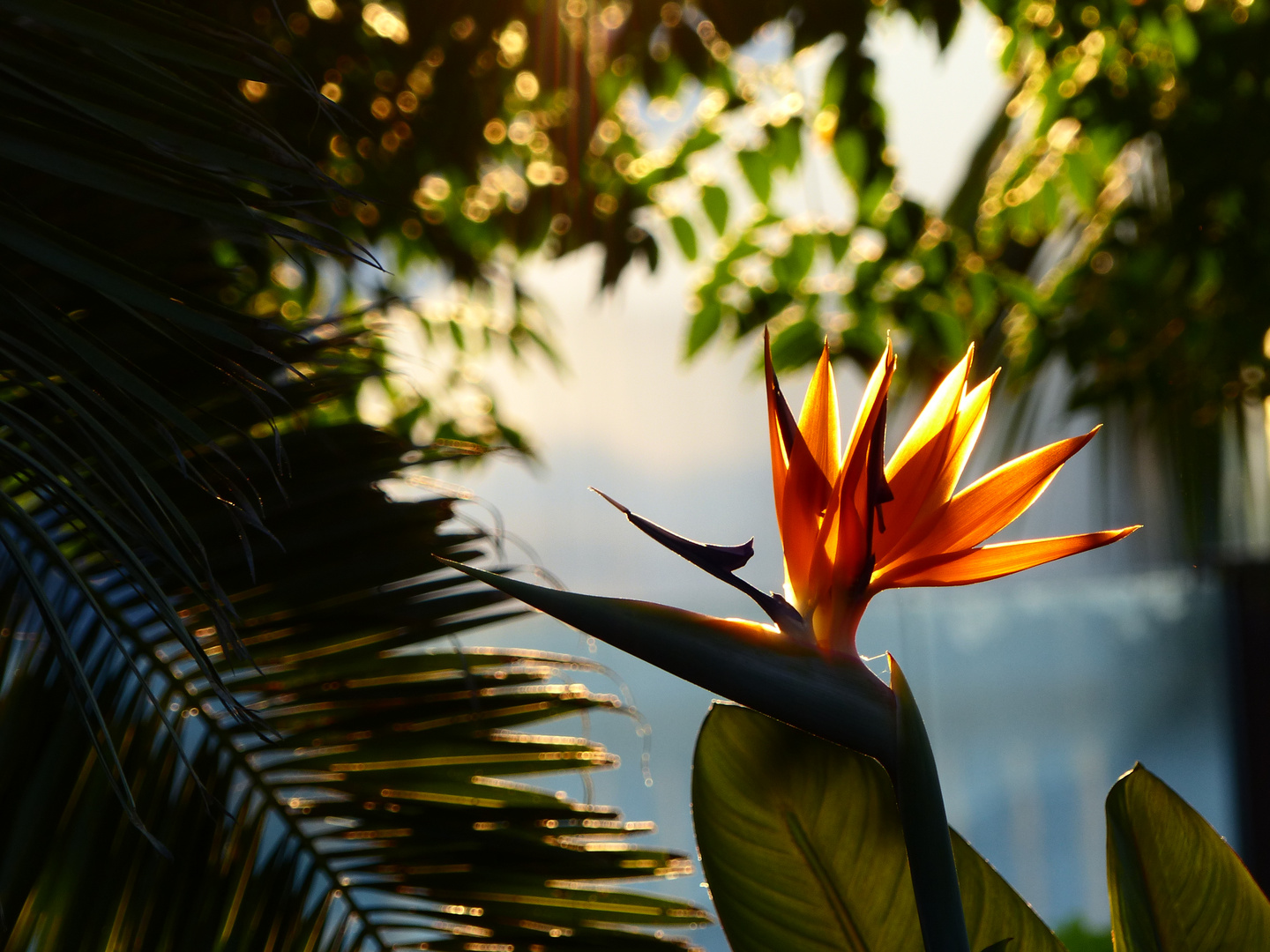 Strelitzia im Gegenlicht