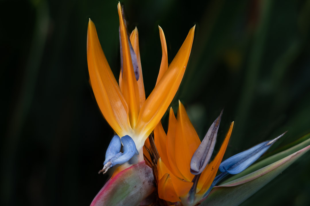 Strelitzia in full bloom