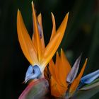 Strelitzia in full bloom