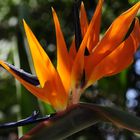 Strelitzia in meinem Garten -Strelitzia in my garden