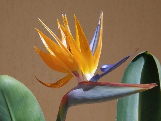 Strelitzia in unserem Garten!