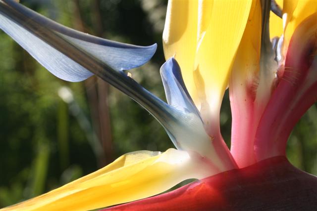 Strelitzia- Mandelas Gold