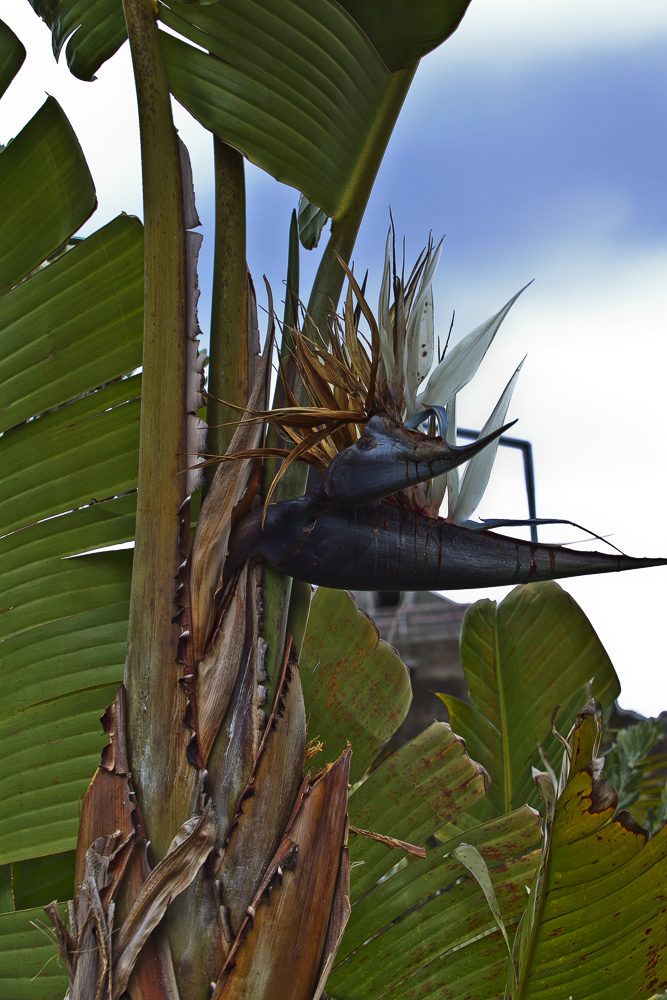 Strelitzia nicolai