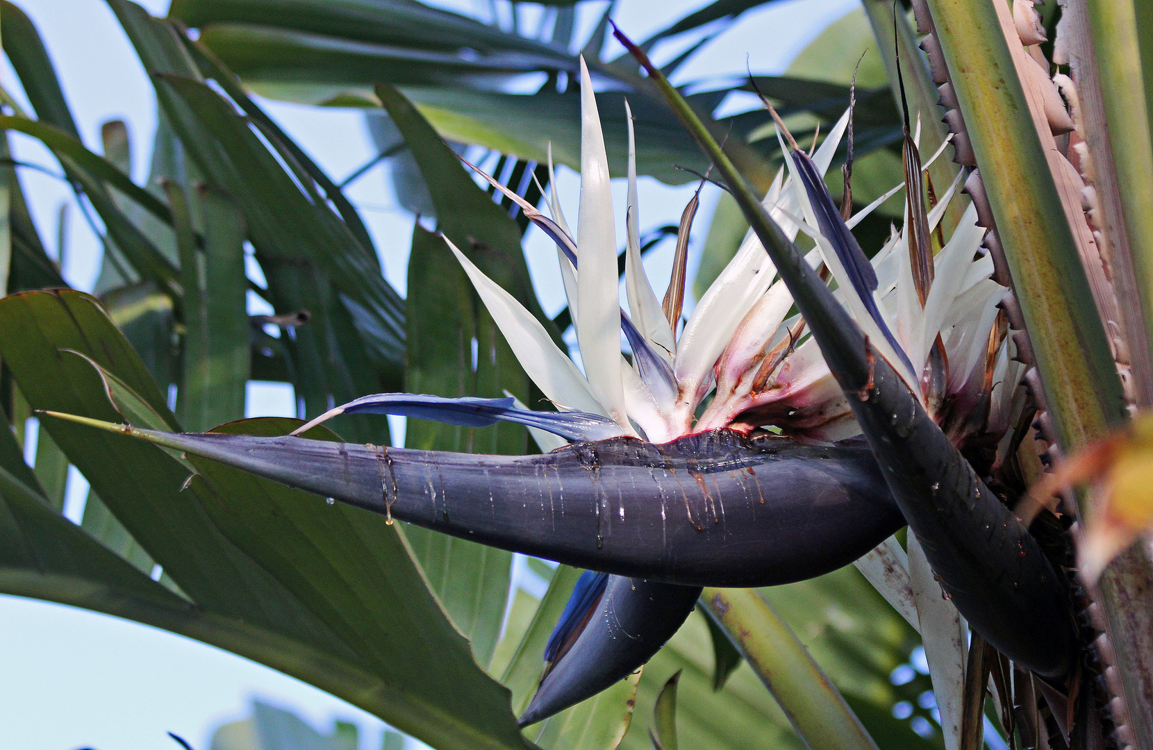 Strelitzia nicolai