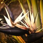 Strelitzia nocolai