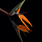 Strelitzia Paradiesvogelblume 