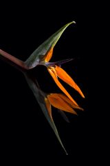 Strelitzia Paradiesvogelblume 